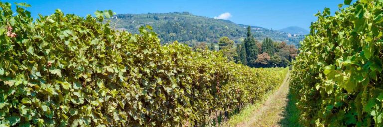 Valpolicella wine