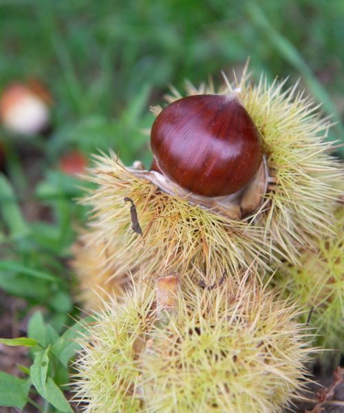 the chestnut called Marrone di San Zeno is a chestnut typical of the Veneto area of Lake Garda